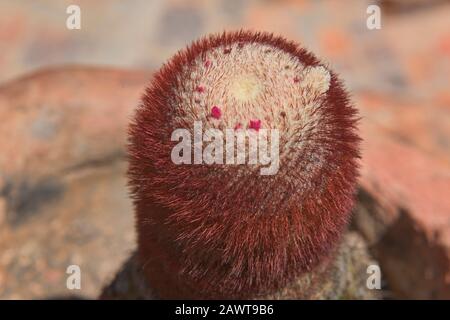 Winzige Blumen wachsen auf Turk's Cap Cactus (Melocactus intortus), Villa de Leyva, Boyaca, Kolumbien Stockfoto