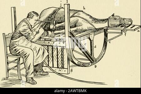 Zurückhaltung von Haustieren; ein Buch für den Gebrauch von Studenten und Praktizierenden; 312 Illustrationen aus Federzeichnungen und 26 Halbtöne aus Originalfotos . Abb. 215. Deutscher Equine Operationstisch, Aufrechte Position, Ready ForReception of Patient. Abbildung 215 zeigt den deutschen Tisch für die Pferdeannahme, aufrechte Position, bereit für den Empfang des Patienten. Die Tischplatte(k), einschließlich Kopfplatte (j) und Plattform für die Füße (A), besteht aus Hartholzplatten 2x4, die in Lattenform angeordnet sind. Positionieren Sie ein Tier auf diesem Tisch, und der Tisch selbst wird in die aufrechte Position angehoben. Abbildung 215. Das Tier ist t Stockfoto