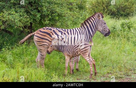 Zebra Stute und Fohlen Interaktion isoliert im afrikanischen Busch Stockfoto