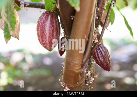 Frische, saubere Kakaopads hängen auf einem Baum in verschwommenem Hintergrund Stockfoto