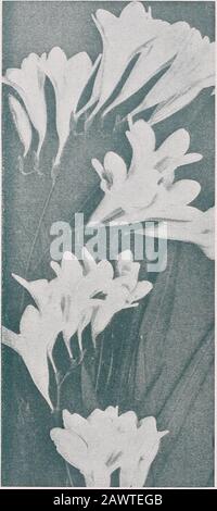 Birnen für Herbst- und Winterpflanzen p bis zur Krone. Halten Sie den Boden feucht, aber nicht nebelig. Pflanzen Sie von Februar bis Mai. Sie blühen von Juli bis Oktober. Am besten geht es in einem offenen, sonnigen Ort.Dahlia. Wir haben eine sehr große Auswahl an Sorten von Cactus und anderen Dah-lias, die von Februar bis Mai erhältlich sind. In unserem gen-eral-Katalog finden Sie die verschiedenen Arten: P> DAS Germain SEED & PLANT CO. Freesia Diese elegante kleine Blume ist so bekannt in Kalifornien, und es scheint so gut an das Klima angepasst, dass kein Garten mitgenommen werden sollte. Sie gehören zu den ältesten Blumenzwiebeln; sind ausnahmsweise fr Stockfoto