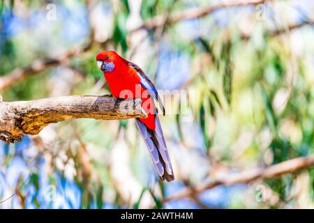 Crimson Rosella in einem Baum im Kennet Park in Victoria, Australien. Rosellas gehören zu einer Gattung, die aus sechs Arten und neunzehn Unterarten besteht. Diese Stockfoto