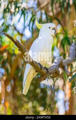 Australisches, schwefelkremmtes Kakadus im Kennet Park entlang der Great Ocean Road, Victoria, Australien Stockfoto