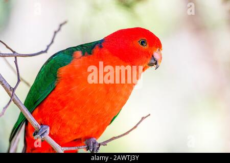 Ein männlicher australischer King Parrot sitzt in einem Baum im Kennet Park entlang der Great Ocean Road, Victoria, Australien. Stockfoto