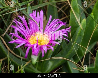 Rosa Blüten in der Nähe, Carpobrotus glaucescens, Pigface Flower, hat grüne fleischige dreieckige Laub, niedrig wachsende Bodenabdeckung, Native Australian Plant Stockfoto