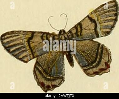 Zutrage zur Sammlung exotischer Schemetterlinge : betehend in Bekundung einzelner Fliegmühler neuer oder seltener nichteuropäischer Gattungen . Stockfoto