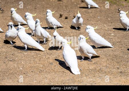 Viele australische Kakadus mit Schwefelcremefarbstoffen im Kennet Park entlang der Great Ocean Road, Victoria, Australien Stockfoto