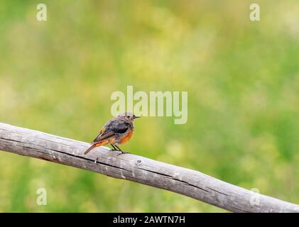 Schwarzer Redstart, Phönikurus ochruros, Tsokar Lake, Ladakh, Indien Stockfoto