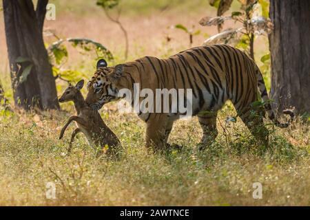 Tiger Maya mit Stag Kill, Panthera tigris, Tadoba, Indien, Stockfoto