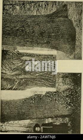 Beiträge der Deutschen Dendrologengesellschaft . im botanischen Gärten oder in Parkanlagen von Pfannenkennern alsRaritaten gehegt; Wo auch immer sie vor, in den ärmeren deutschen DesRheingebiets oder in Ostfriesland, in Schlesien oder Westpreußen, von überall lautendie Berichte, daß die Pflanzen Wind und Wetter trotzen, zu mächtigen Bäumenherangewachsen im Schmützer imeistischen Groschen der Blätter einer Großen Gärten. Von Carya haben alba und amara noch die große Verarbeitung bei unsgefundlichen, so werden von ersterer u. a. Große Bäume gemeldet im botanischenGarten zu Bresl Stockfoto
