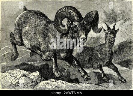 Alles über animalsFacts, Geschichten und Anekdoten. SUNBEARS UND WILDSCHAFE. THE BIGHORN.. Das Bighorn ist sowohl in der Sierra Nevada als auch in den Rocky Moun-tänen Zu finden, Nach Denen Es von Jägern gesucht wird. Wie der Rest der Familie ist er in sehr großen Höhen anzutreffen. Eine große Vielfalt des Bighorns lebt auf den Inseln vor der Küste Südkaliforniens. Die Katalina-Ziegen (benannt nach der Insel, auf der sie gefunden werden) werden schnell berühmt. Sie sind etwas kleiner als die in den Rocky Mountains. Sie leben auf den höchsten Teilen der Berge, ohne sich darum zu kümmern, das Risiko zu riskieren Stockfoto