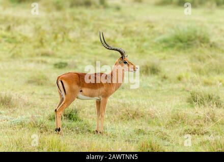 Impala Gazelle mittelgroße Antilope, Amboseli, Afrika Stockfoto