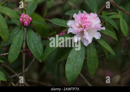 Rhodendron "Weihnachtsjubel". Stockfoto