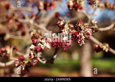 Leuchtend rote Blumen aus persischem Eisenholz - Parrotia persica - an einem sonnigen Tag blühen Blumen im Winter oder Frühling Stockfoto