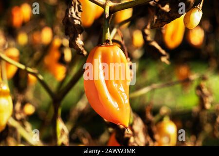 Pflanze aus Habanero-Pfeffer-Capsicum-Chinense -, Detail gelber Früchte und getrocknete Blätter an Stielen, es ist ein heller sonniger Tag im Garten Stockfoto