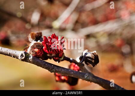 Leuchtend rote Blumen aus persischem Eisenholz - Parrotia persica - an einem sonnigen Tag blühen Blumen im Winter oder Frühling Stockfoto