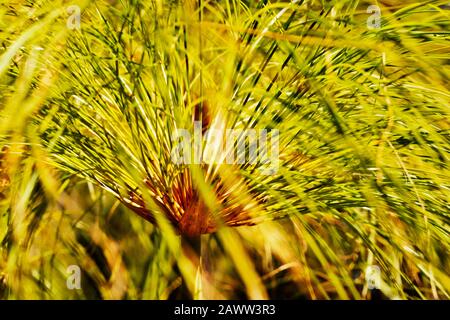 Beeindruckender Haufen dünner grüner Stiele aus Papyrus Segge -Cyperus papyrus -, grünen und braunen Farben, abstrakter Effekt Stockfoto