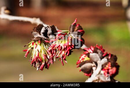 Leuchtend rote Blumen aus persischem Eisenholz - Parrotia persica - an einem sonnigen Tag blühen Blumen im Winter oder Frühling Stockfoto