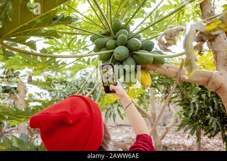 Frau fotografiert auf dem Smartphone eine Reihe von Papayas, die auf dem Baum auf der Plantage wachsen, Nahansicht Stockfoto