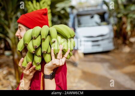 Frau, die während einer Erntezeit mit LKW auf dem Hintergrund Stamm frisch pickefrüer grüner Bananen auf der Plantage trägt Stockfoto