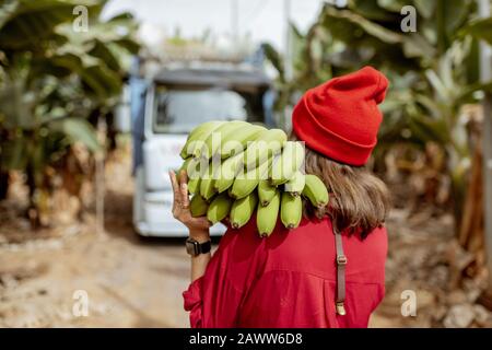 Frau, die während einer Erntezeit mit LKW auf dem Hintergrund Stamm frisch pickefrüer grüner Bananen auf der Plantage trägt. Ansicht von der Rückseite Stockfoto