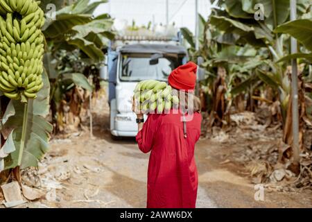 Frau, die während einer Erntezeit mit LKW auf dem Hintergrund Stamm frisch pickefrüer grüner Bananen auf der Plantage trägt. Ansicht von der Rückseite Stockfoto