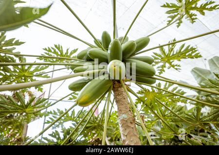 Viele grüne Papayas, die auf dem Baum wachsen, Blick von unten Stockfoto