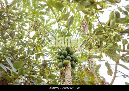 Viele grüne Papayas, die auf dem Baum wachsen, Blick von unten Stockfoto