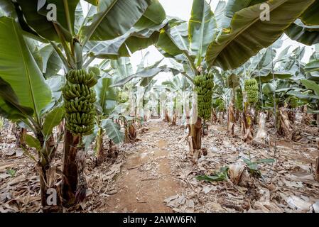 Schöne Bananenplantage mit reicher Ernte, bereit zum Abholen Stockfoto