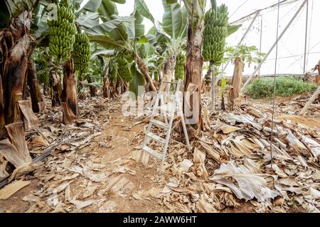 Schöne Bananenplantage mit reicher Ernte, bereit zum Abholen Stockfoto