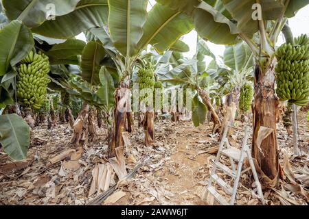 Schöne Bananenplantage mit reicher Ernte, bereit zum Abholen Stockfoto