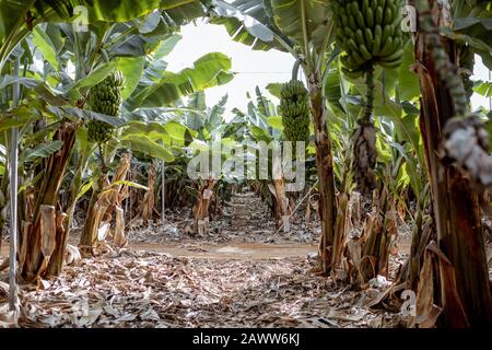 Schöne Bananenplantage mit reicher Ernte, bereit zum Abholen Stockfoto