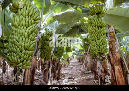 Schöne Bananenplantage mit reicher Ernte, bereit zum Abholen Stockfoto