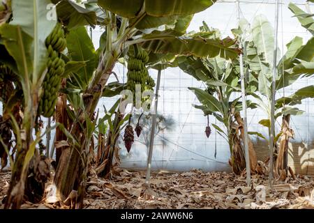 Schöne Bananenplantage mit reicher Ernte, bereit zum Abholen Stockfoto