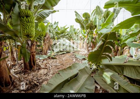 Schöne Bananenplantage mit reicher Ernte, bereit zum Abholen Stockfoto