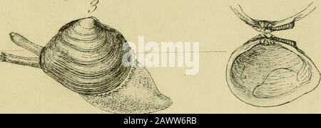 Britische Konchologie: Oder, eine Darstellung der Molluska, die heute die britischen Inseln und die umliegenden Meere bewohnt. Stockfoto