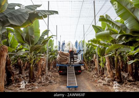 Arbeiter, die in Schutzfolie eingewickelte Bananenbrötchen in den LKW liefern und auf der Plantage ernten Stockfoto