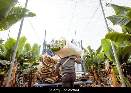 Arbeiter, die in Schutzfolie eingewickelte Bananenbrötchen in den LKW liefern und auf der Plantage ernten Stockfoto