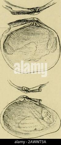 Britische Konchologie: Oder, eine Darstellung der Molluska, die heute die britischen Inseln und die umliegenden Meere bewohnt. Stockfoto