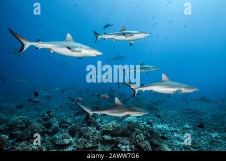 Grey Reef Shark, Carcharhinus amblyrhynchos, Tahiti, Französisch-Polynesien Stockfoto