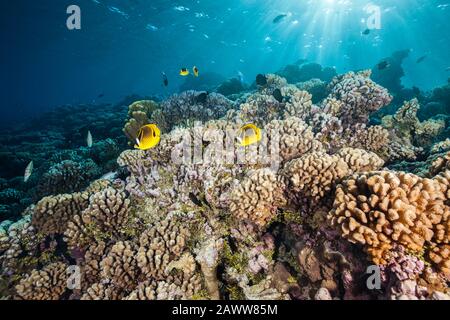 Unberührtes Hartes Korallenriffe, Fakarava, Tuamotu Archipel, Französisch-Polynesien Stockfoto