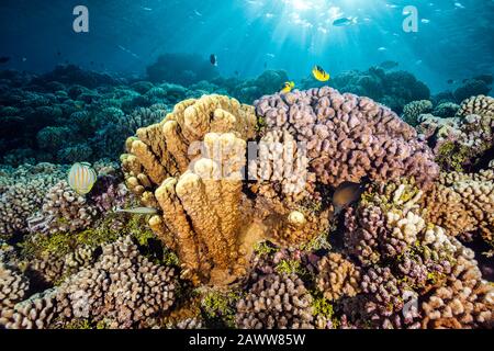 Unberührtes Hartes Korallenriffe, Fakarava, Tuamotu Archipel, Französisch-Polynesien Stockfoto