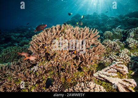 Unberührtes Hartes Korallenriffe, Fakarava, Tuamotu Archipel, Französisch-Polynesien Stockfoto