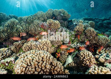 Unberührtes Hartes Korallenriffe, Fakarava, Tuamotu Archipel, Französisch-Polynesien Stockfoto