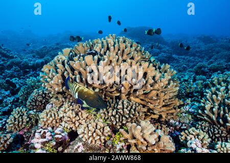 Unberührtes Hartes Korallenriffe, Fakarava, Tuamotu Archipel, Französisch-Polynesien Stockfoto