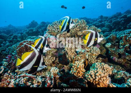 Longfin Bannerfische im Coral Reef, Heniochus acuminatus, Fakarava, Tuamotu Archipel, Französisch-Polynesien Stockfoto