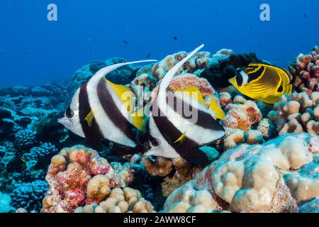 Longfin Bannerfische im Coral Reef, Heniochus acuminatus, Fakarava, Tuamotu Archipel, Französisch-Polynesien Stockfoto