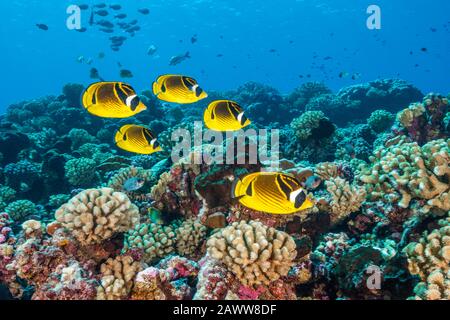 Racoon Butterflyfish über Coral Reef, Chaetodon lunula, Fakarava, Tuamotu Archipel, Französisch-Polynesien Stockfoto