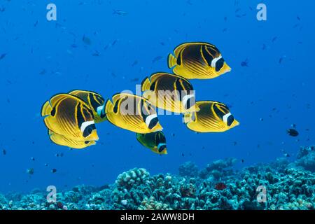Shoal of Racoon Butterflyfish, Chaetodon lunula, Apataki, Tuamotu Archipel, Französisch-Polynesien Stockfoto