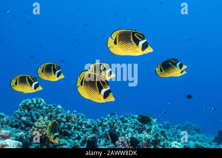 Shoal of Racoon Butterflyfish, Chaetodon lunula, Apataki, Tuamotu Archipel, Französisch-Polynesien Stockfoto